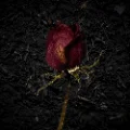 rottingroses